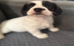 Mixed Breed dogs for sale: 7 gorgeous Cockalier puppies for sale  - Image 6