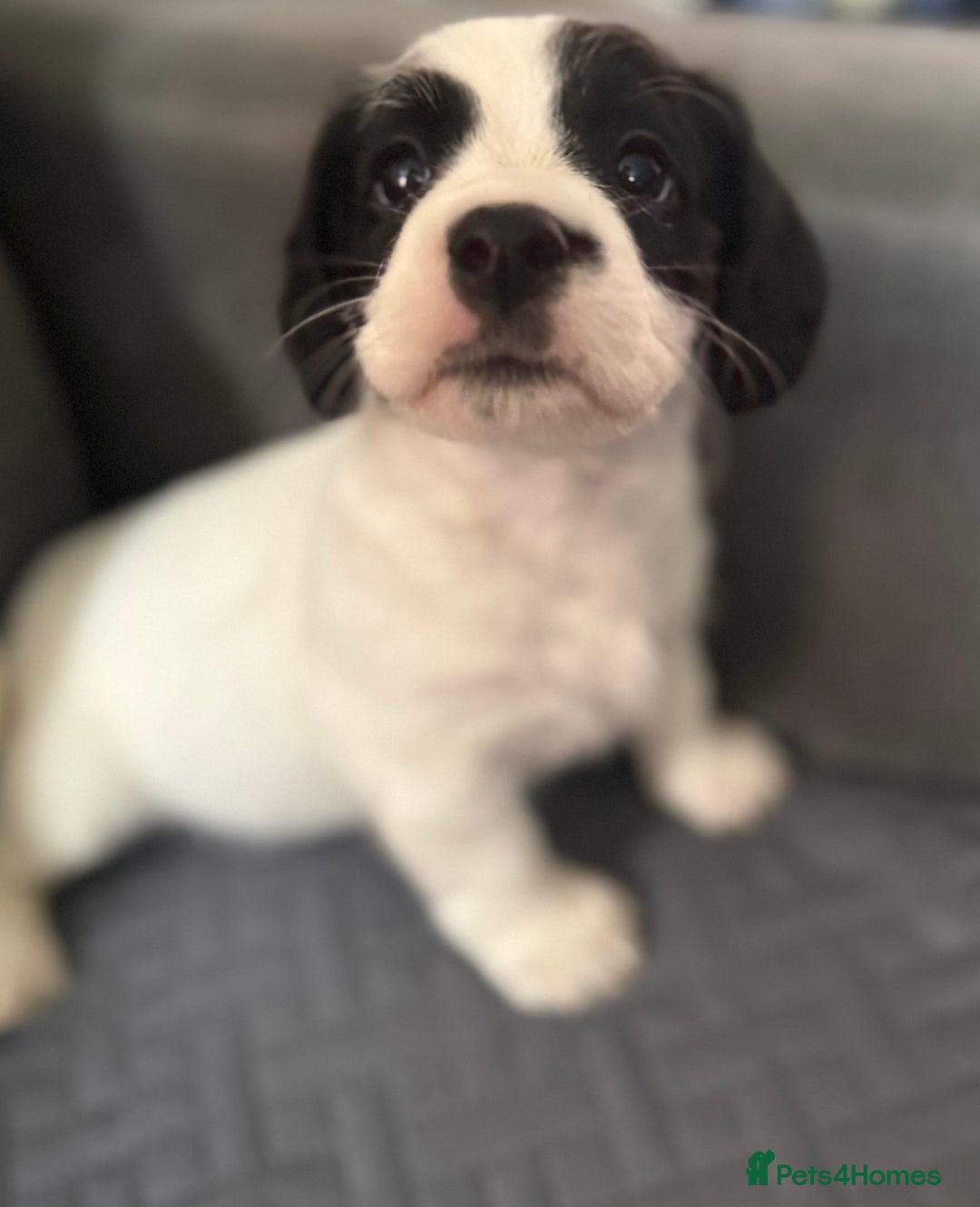Mixed Breed dogs for sale: 7 gorgeous Cockalier puppies for sale  - Image 6