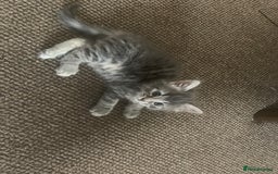 Mixed Breed cats for sale: Silver tabby  - Image 1