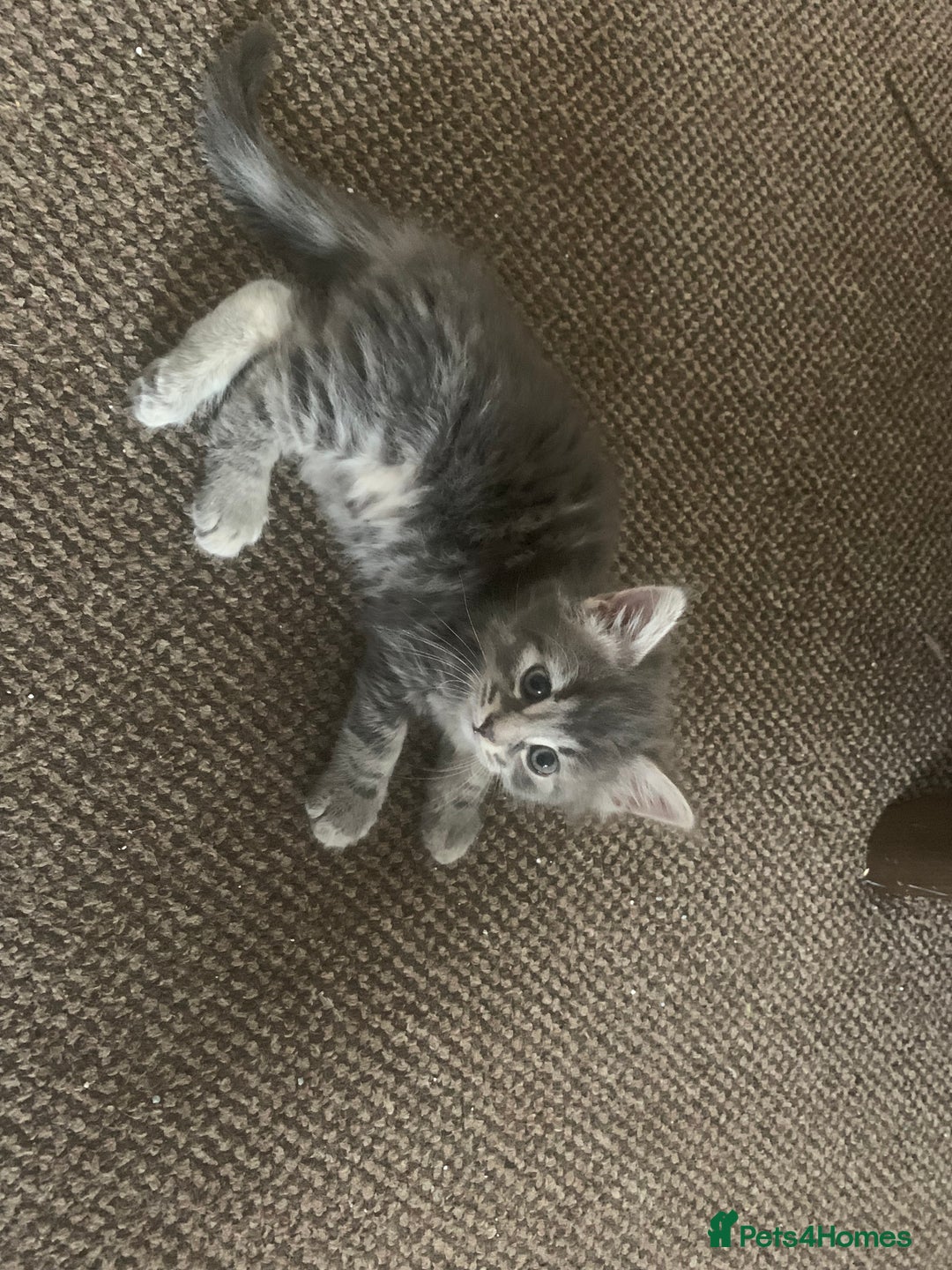 Mixed Breed cats for sale: Silver tabby  - Image 1