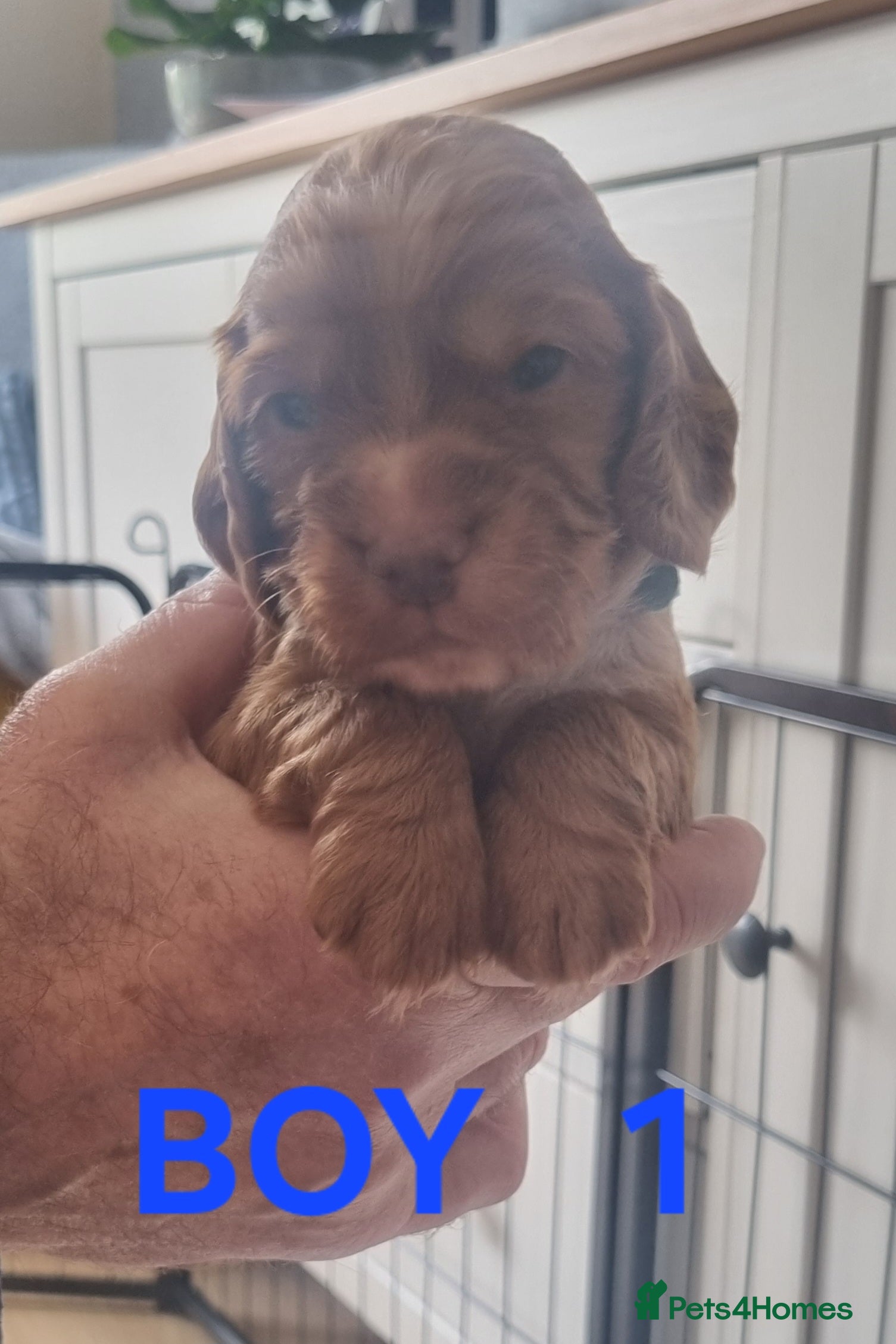 Cocker Spaniel dogs Adorable working breed cocker spaniels - Advert 1