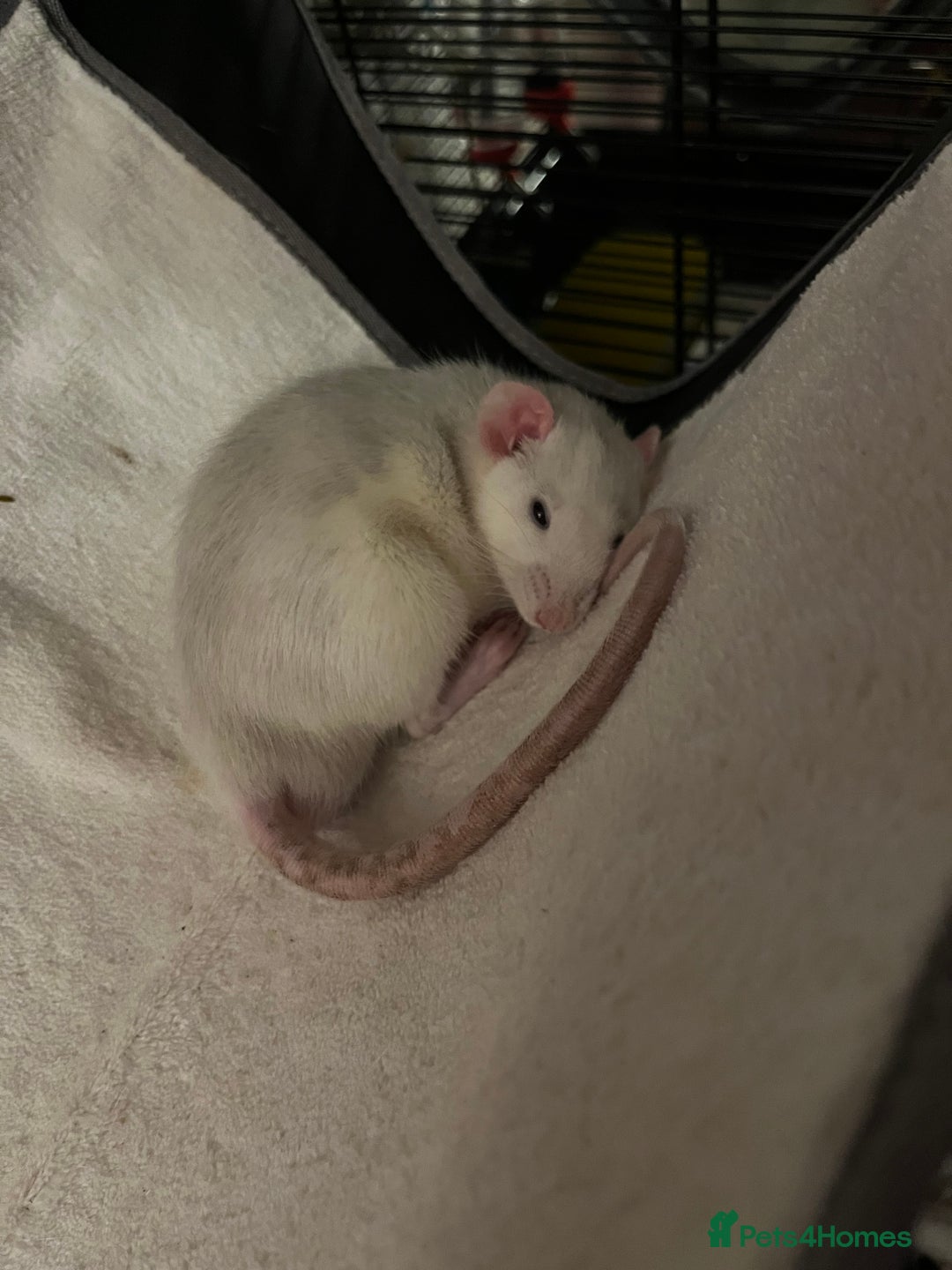 Rat rodents for sale: Roan/Husky boys for sale! - Image 5