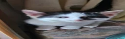 Mixed Breed cats for sale: Mixed breed kittens - Advert 3