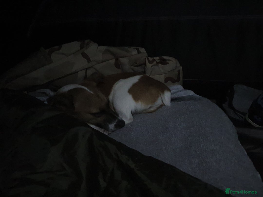 Jack Russell dogs for sale: Mini jack Russell girl needs new loving home - Advert 6