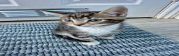 British Shorthair cats for sale: 3 beautiful kittens - Advert 5
