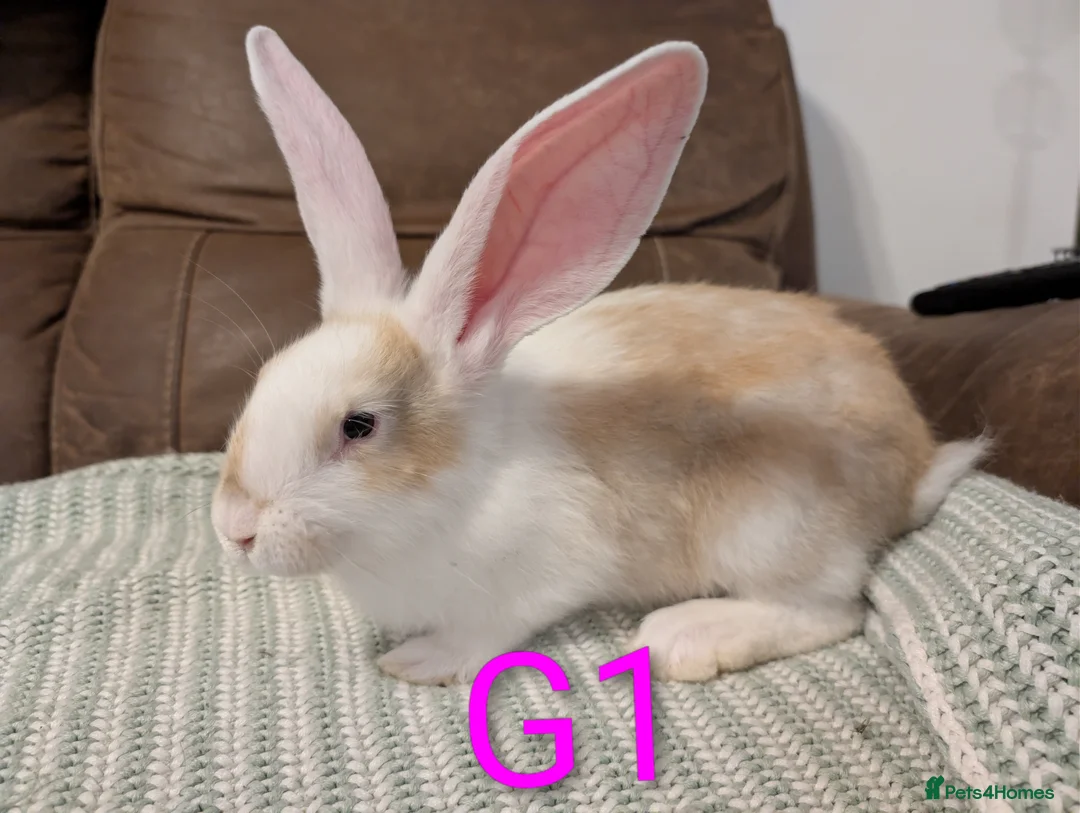 Continental Giant rabbits for sale: Continental giant  - Advert 8