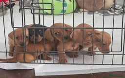 Miniature Dachshund dogs for sale: Miniture daschund puppies  - Image 3