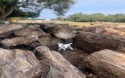 Goats livestock for sale: Pygmy goats - Image 4
