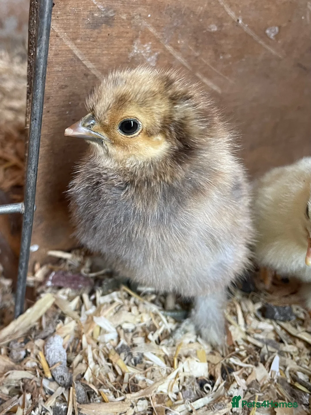 Chickens poultry for sale: Unsexed 1 week old pilkie chicks  in Norwich - Advert 2