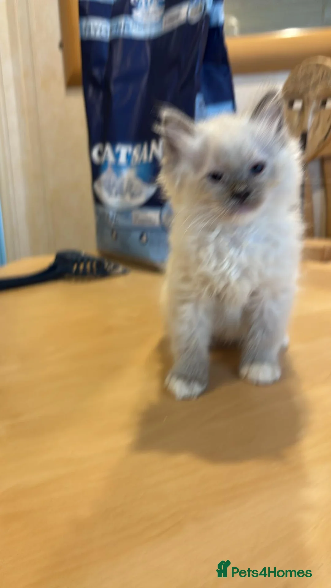 Ragdoll cats for sale: Beautiful Ragdols  - Advert 11