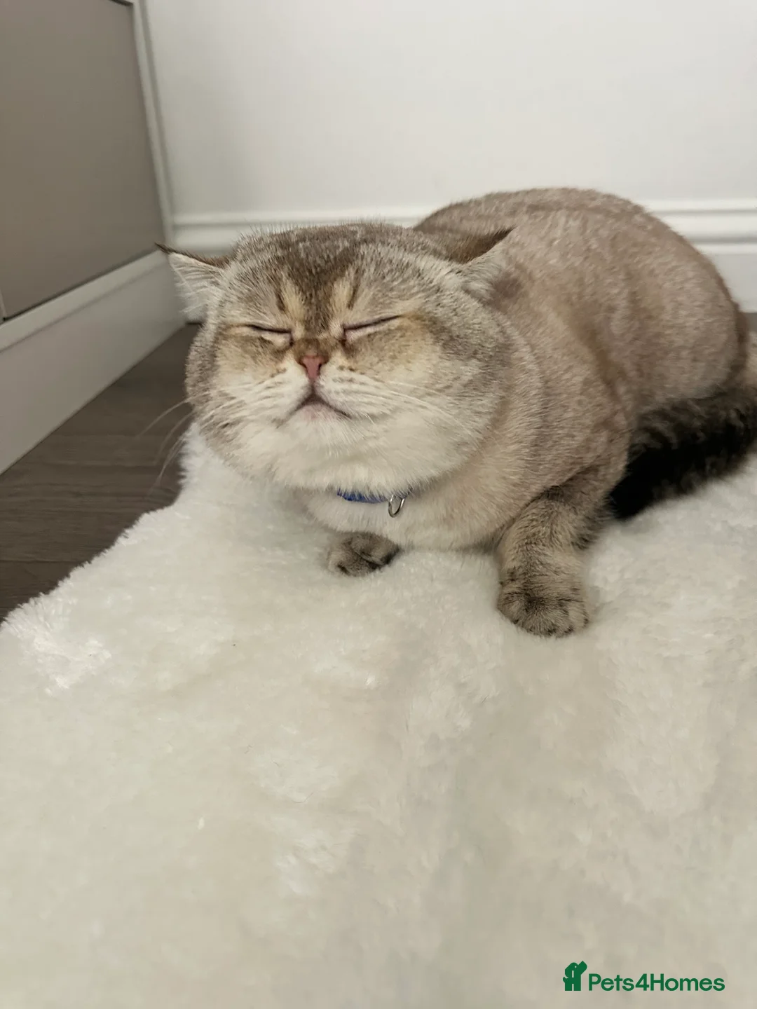 British Shorthair cats for stud: Our Teddy  - Advert 7