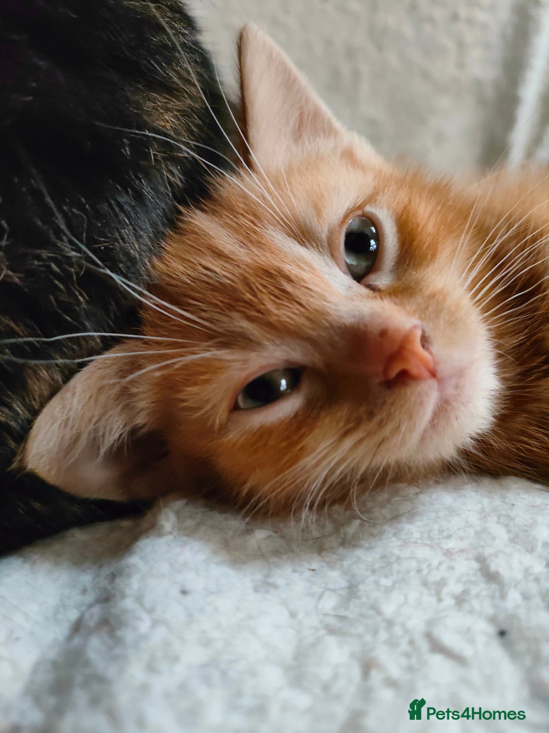 Domestic Shorthair cats for sale: Last of the litter ginger kitten ready to go - Image 2