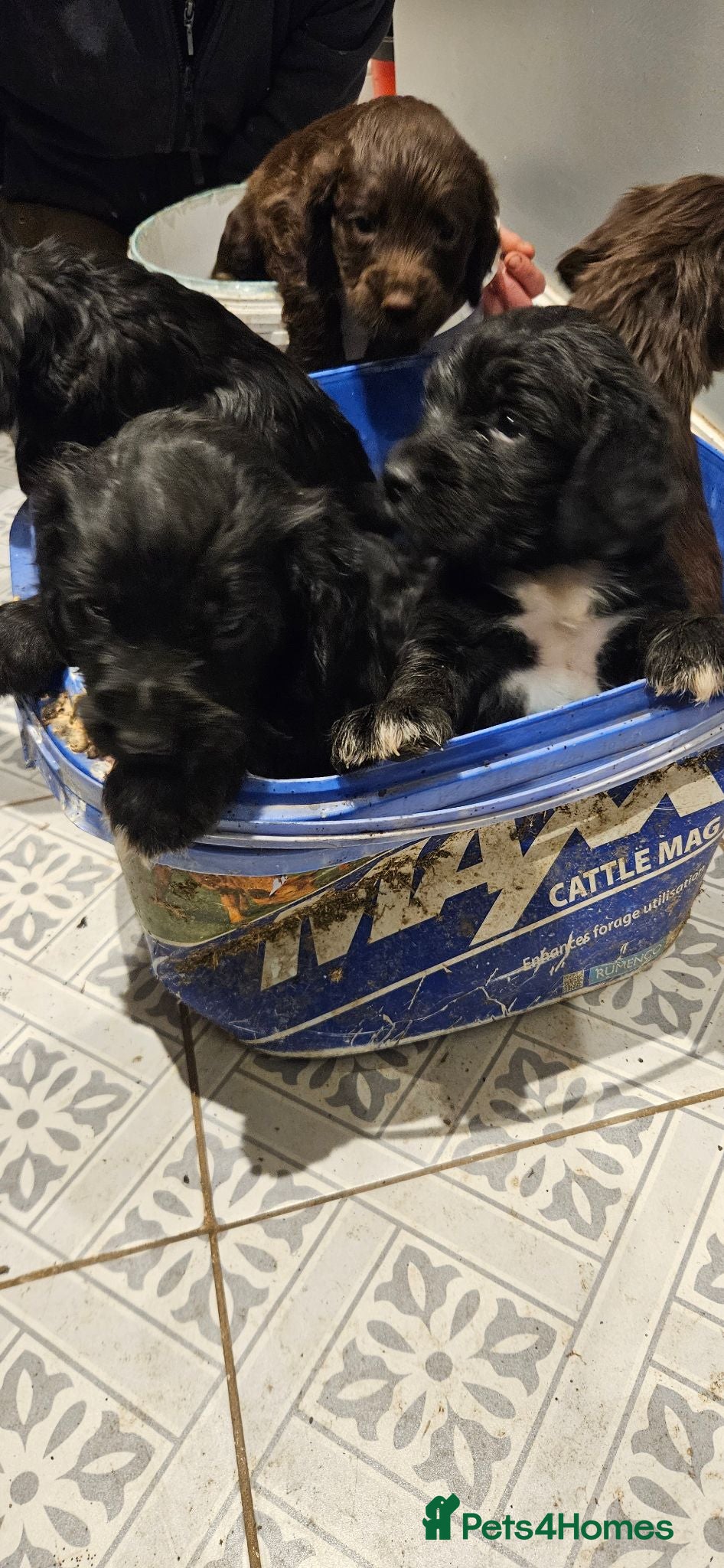 Sprocker dogs Working Sprocker pups  - Advert 3