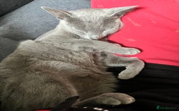 Russian Blue cats for sale: 4 years old Russian blue  - Image 2