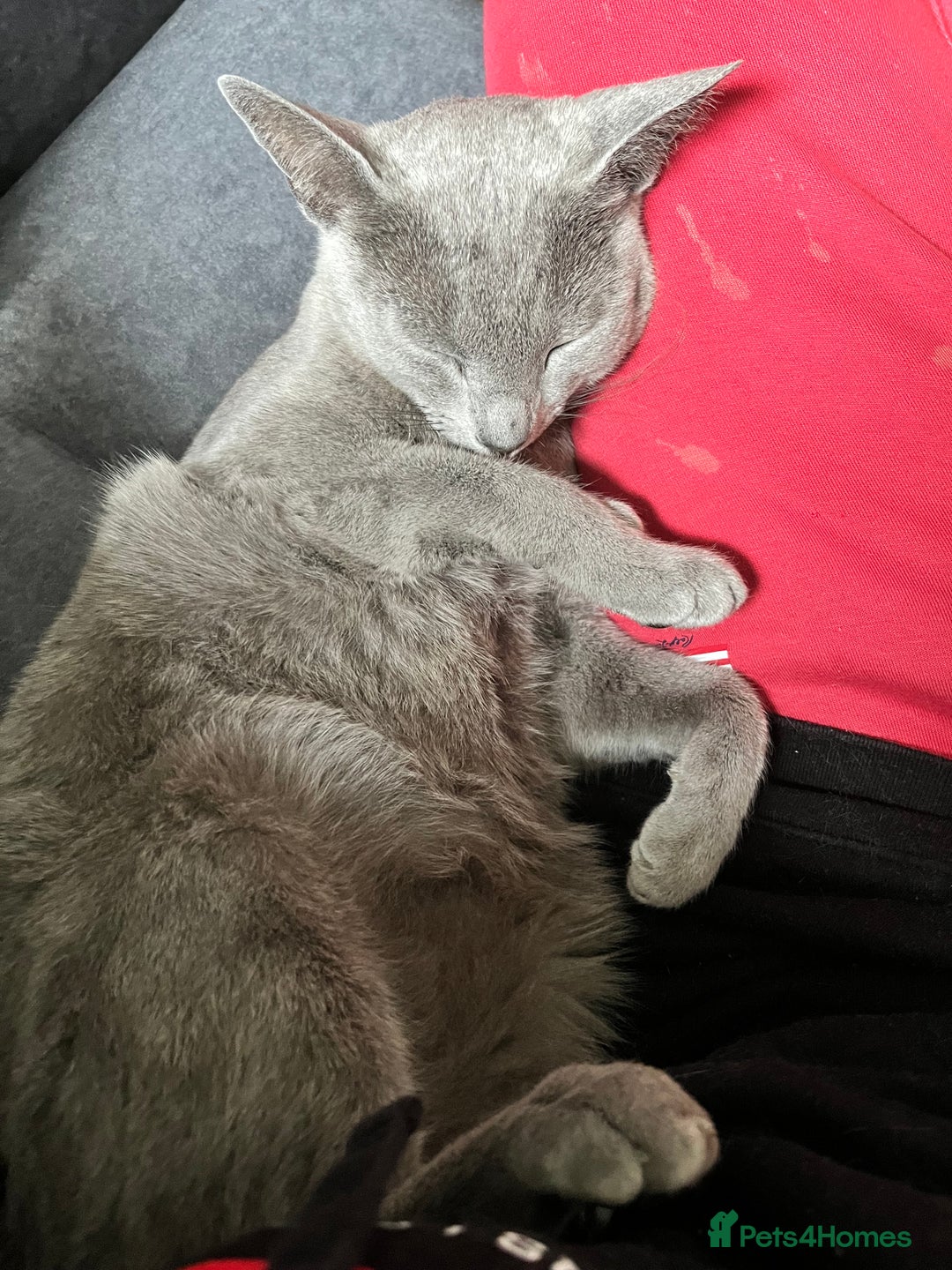 Russian Blue cats for sale: 4 years old Russian blue  - Image 2