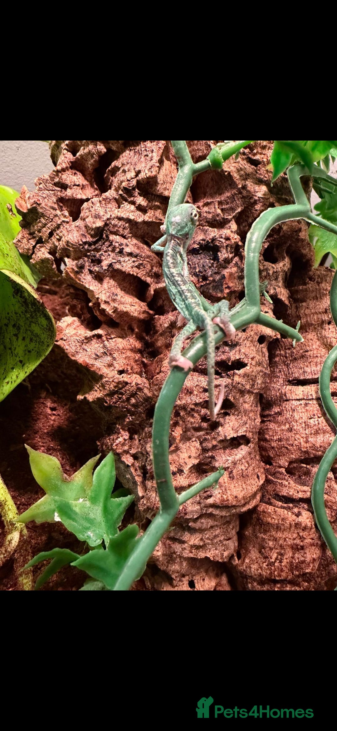 Chameleon reptiles for sale: Baby pied chameleons  - Advert 4