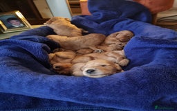 Irish Doodle dogs for sale: Beautiful Irish doodles for sale - Advert 3