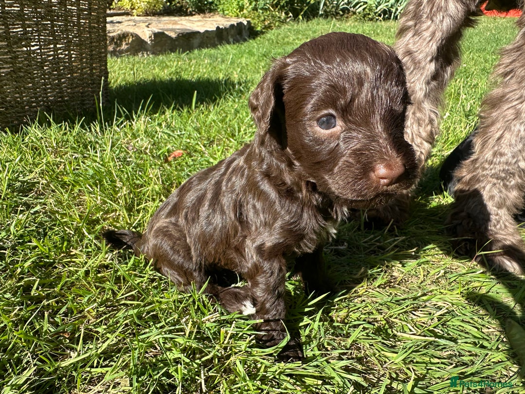 Portuguese Water Dog dogs for sale: Portuguese Water Dog puppies for sale in Oakham - Image 7