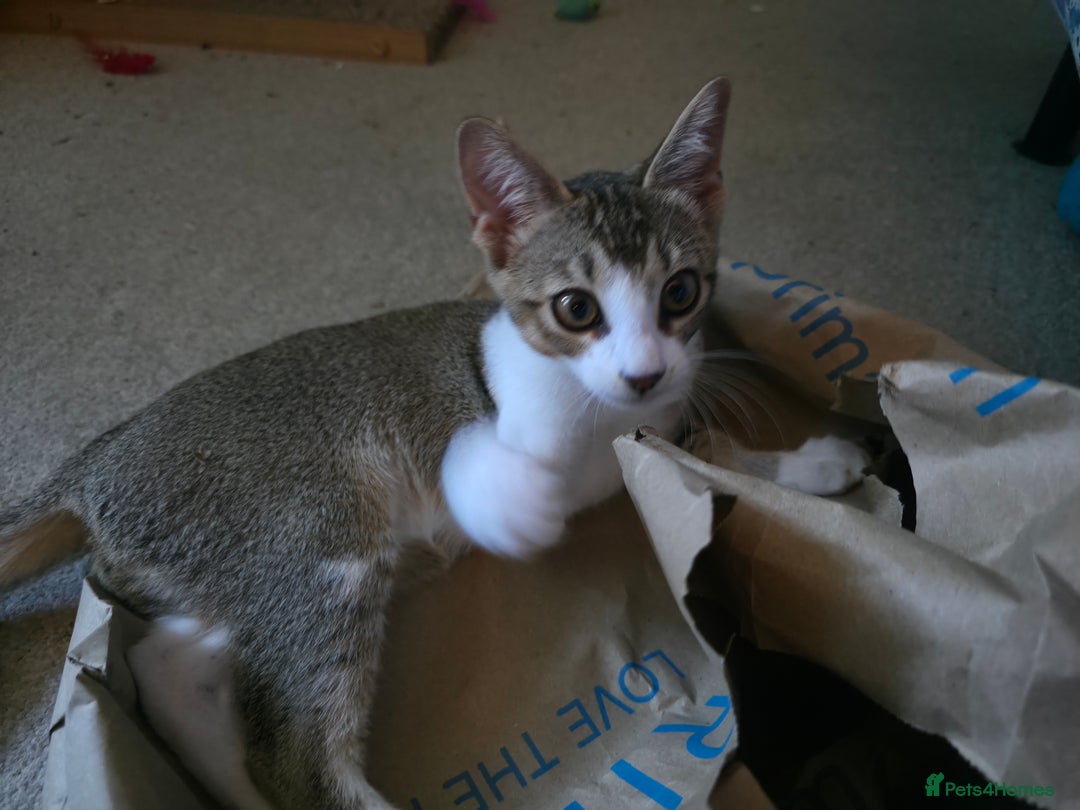 Singapura cats for sale: Accidental Singapura x Abyssinian x Moggie in Lowestoft - Image 4