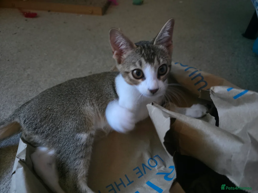 Singapura cats for sale: Accidental Singapura x Abyssinian x Moggie in Lowestoft - Advert 6
