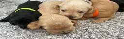 Cockerdor dogs for sale: Cockerdor Puppys 🐾 - Advert 14