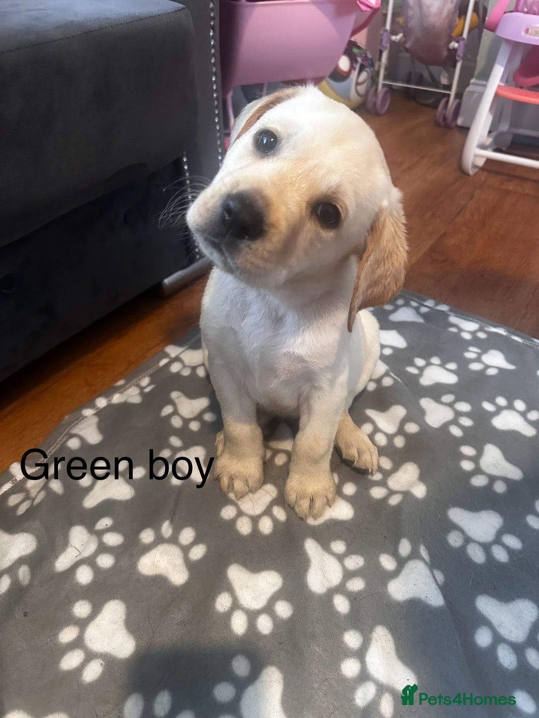 Labrador Retriever dogs for sale:  Labrador puppies - Ready now  in Aberdeen - Image 2