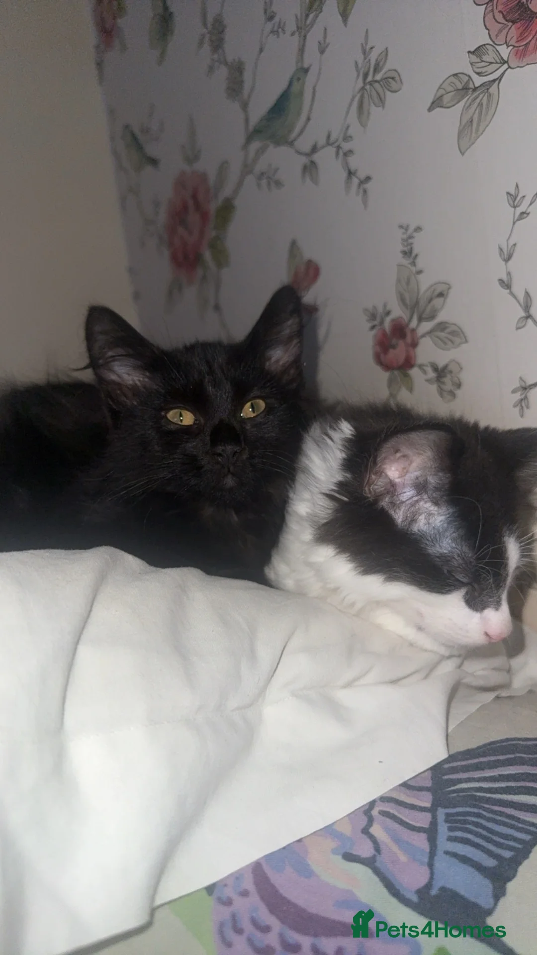 Maine Coon cats for sale: Main coons/ beagle - Advert 2