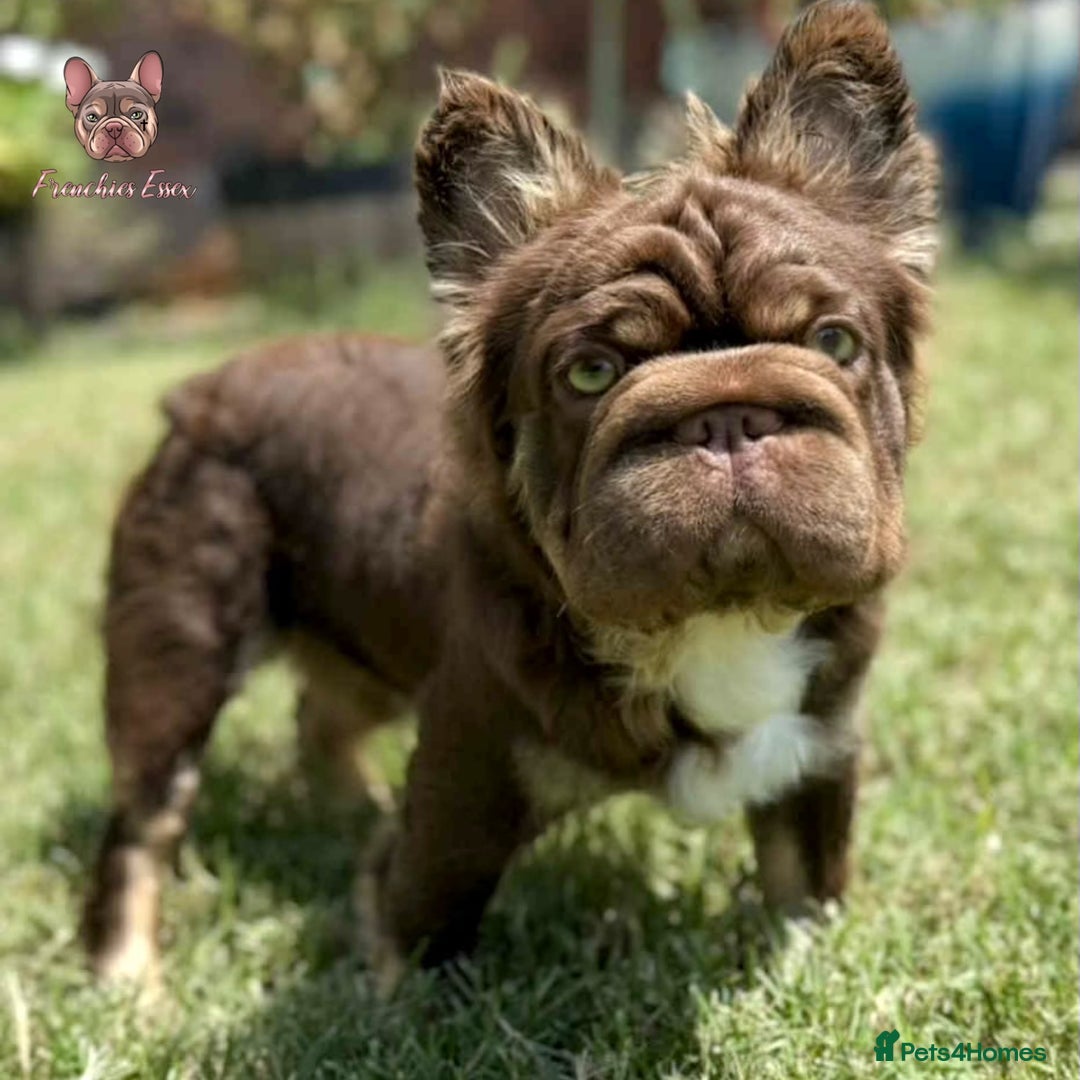 French Bulldog dogs for sale: Fluffy male French bull dog puppies - Image 3