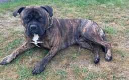 Mixed Breed dogs for sale: Bear bullmastiff x Staffordshire bull terrier - Image 2