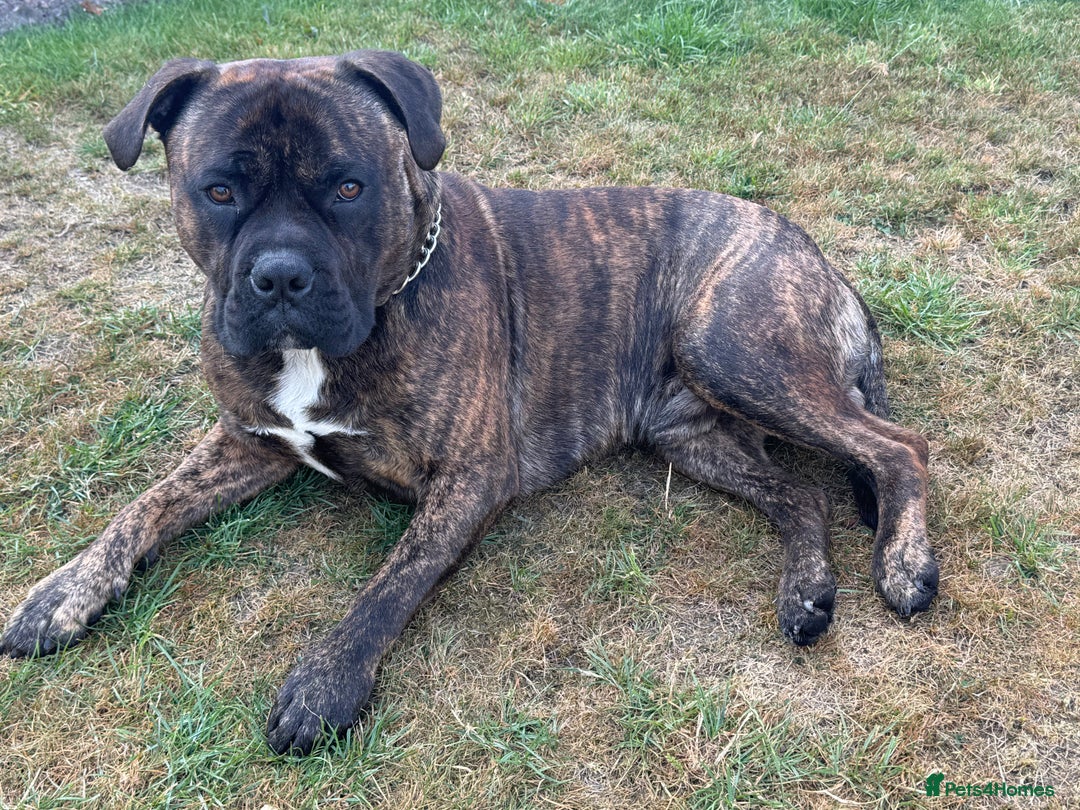 Mixed Breed dogs for sale: Bear bullmastiff x Staffordshire bull terrier - Image 2