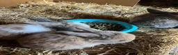 Mini Lop rabbits for sale: Gorgeous pure breed Mini Lops in Saffron Walden - Advert 9