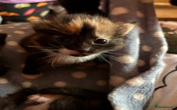 British Shorthair cats for sale: 2 Kittens left for sale! - Image 11