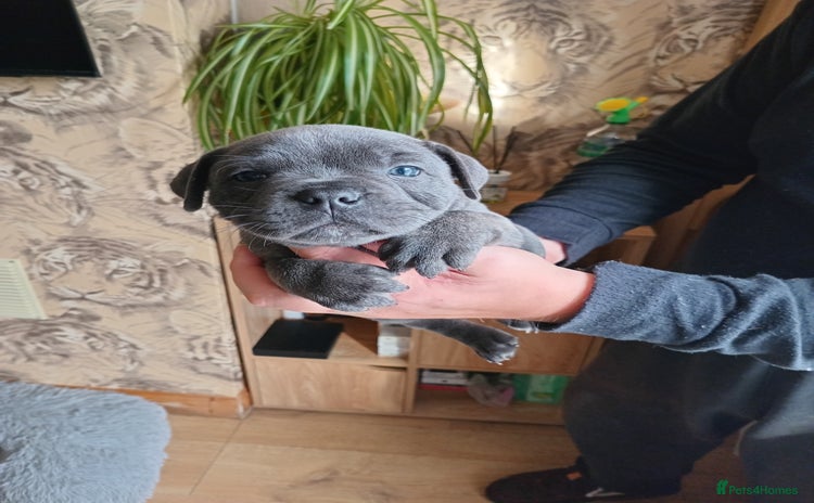 Staffordshire Bull Terrier dogs - Advert 11