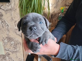 Staffordshire Bull Terrier dogs - Advert 12