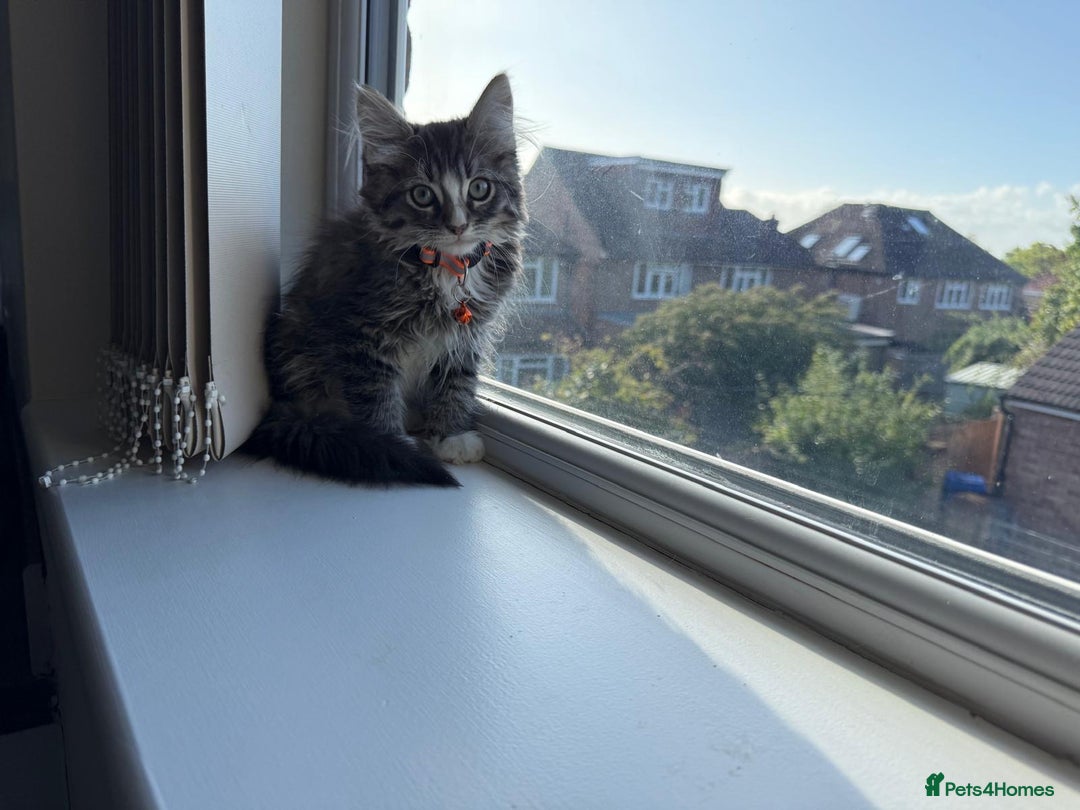 Mixed Breed cats for sale: Adorable Ragdoll and Norwegian Forest Kittens - Image 7