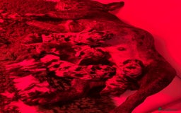 French Bulldog dogs for sale: French bulldog puppies  - Image 13