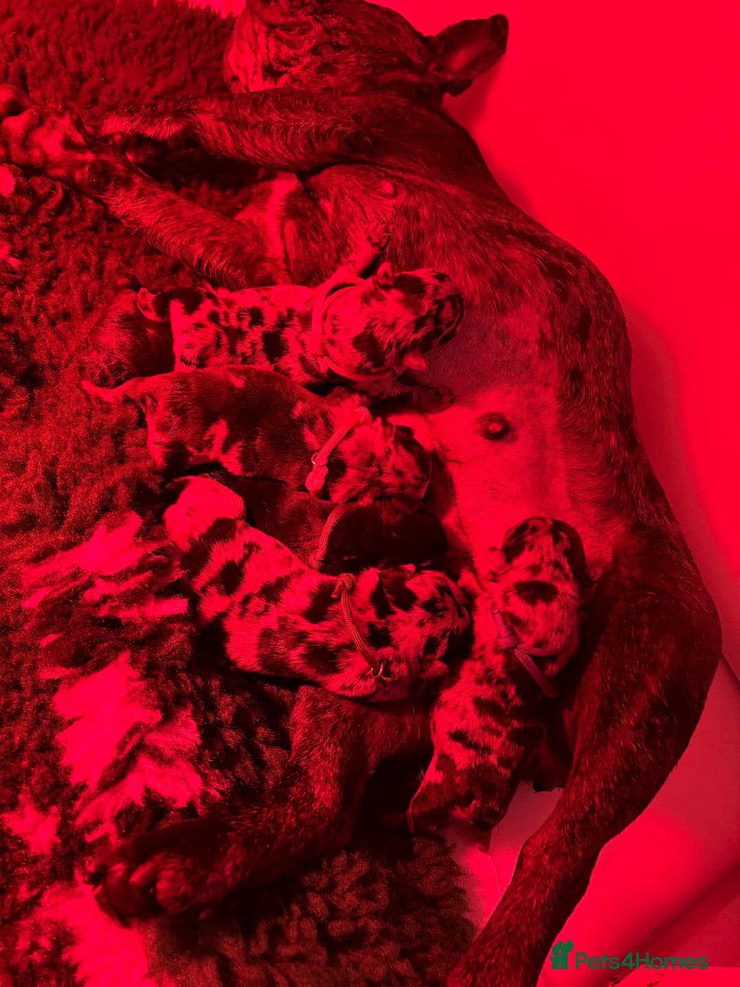 French Bulldog dogs for sale: French bulldog puppies  - Image 13