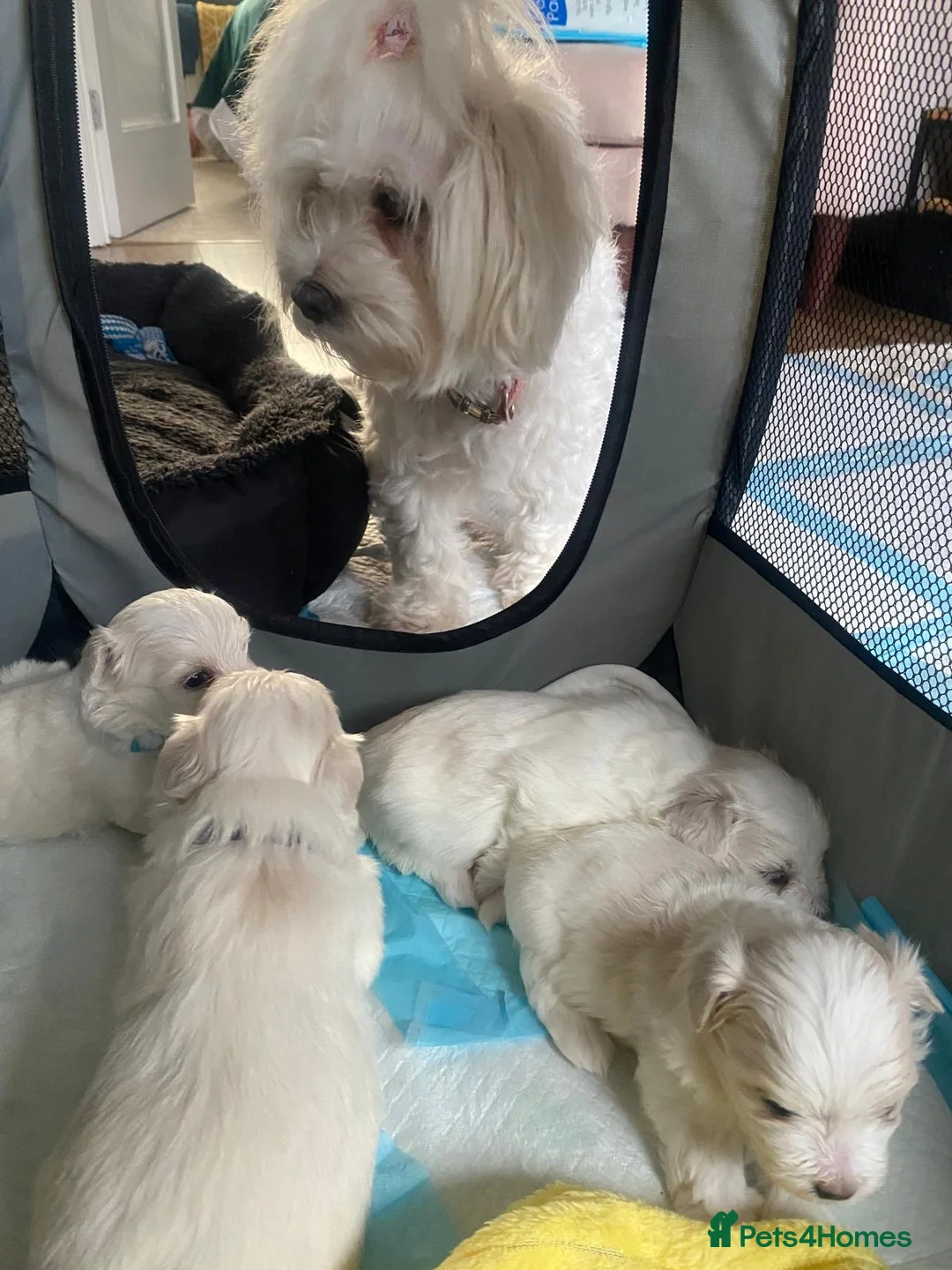 Maltese dogs for sale: Maltese babies - Advert 26