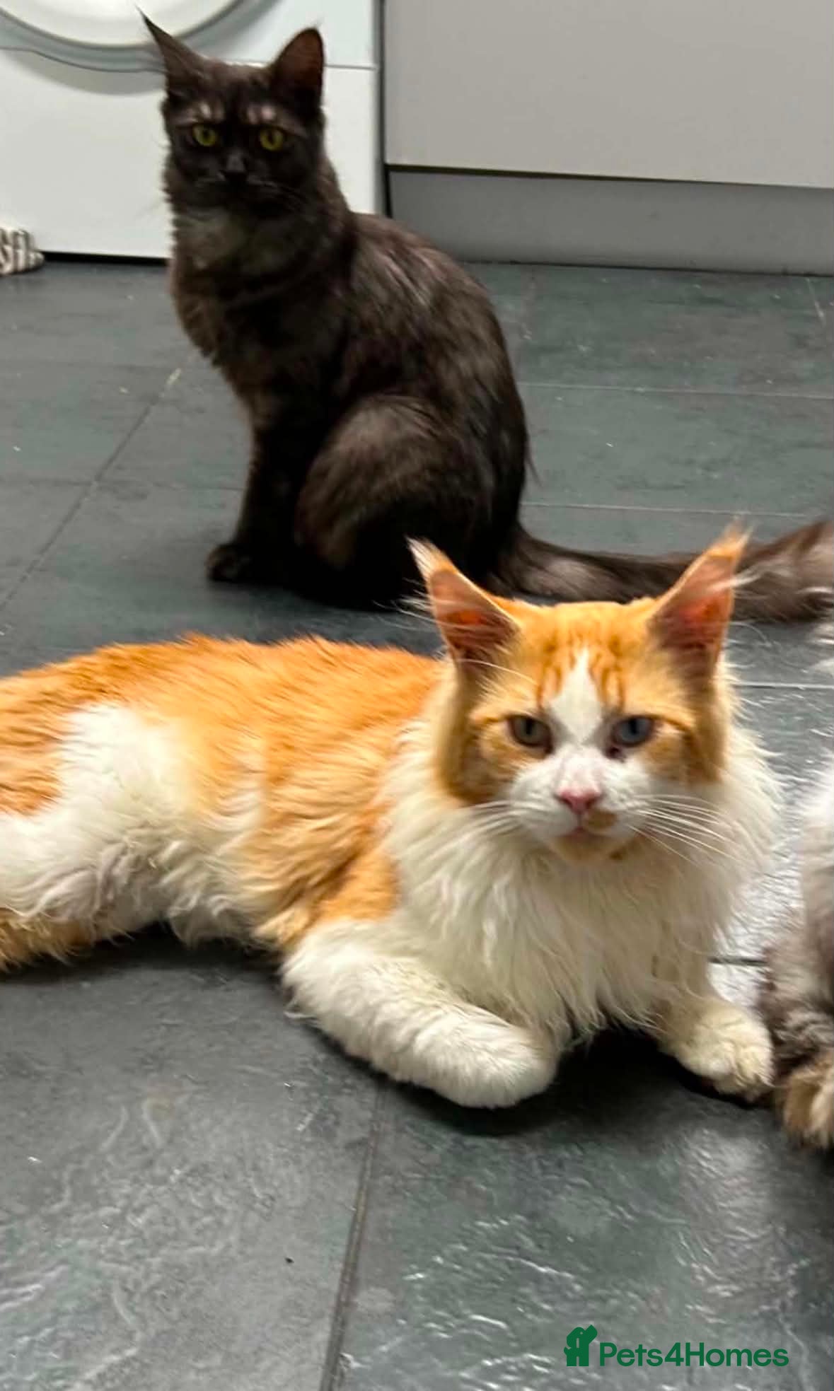 Maine Coon cats Maincoon - Advert 2