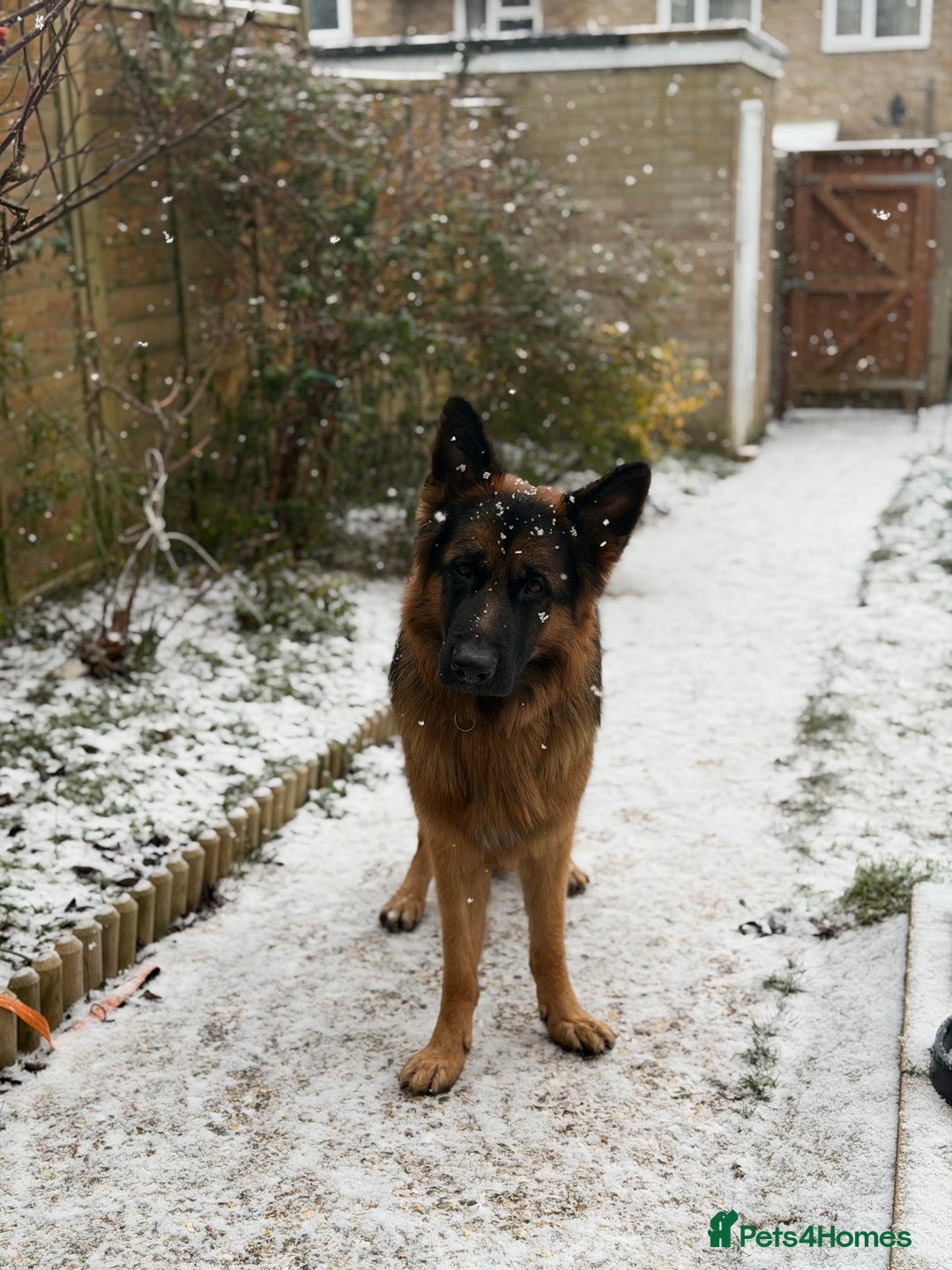 German Shepherd dogs for stud: ** STUD opportunity ** - Advert 1