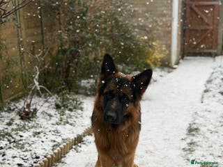 German Shepherd dogs ** STUD opportunity ** - Advert 1