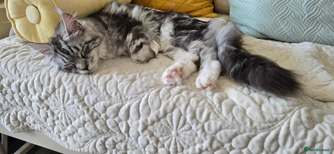 Maine Coon cats for sale: Pedigree Maine Coon Female "Luna" - Advert 2