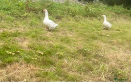 Geese poultry for sale: Pair of geese for sale  - Image 3