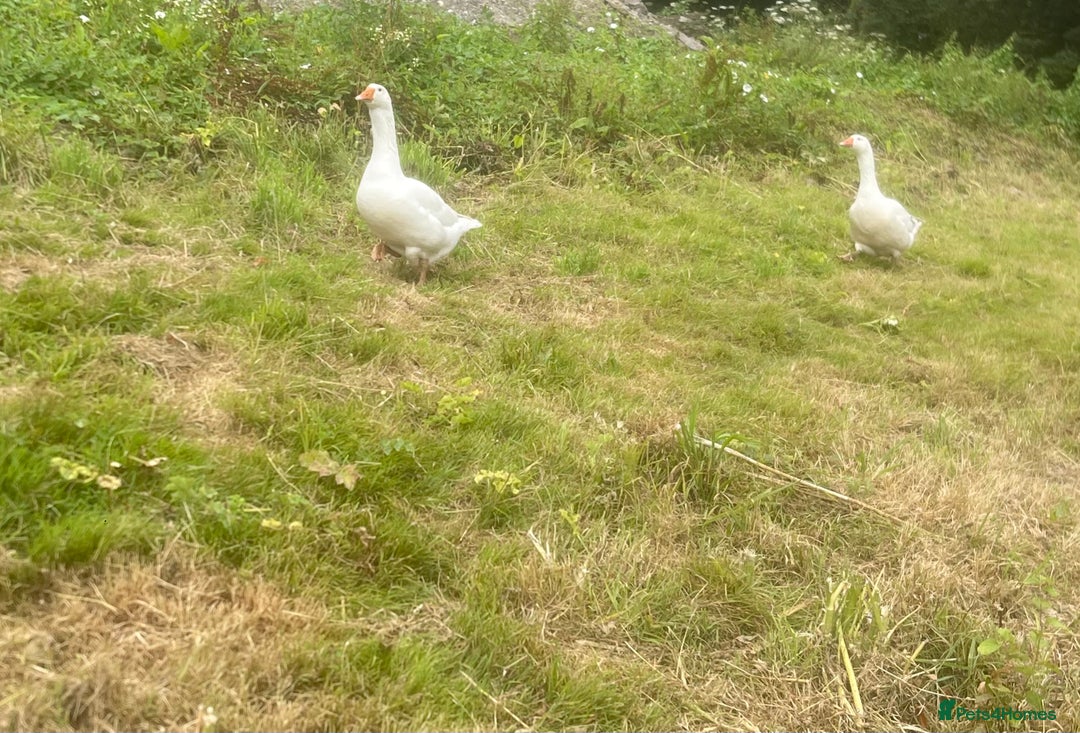 Geese poultry for sale: Pair of geese for sale  - Image 3