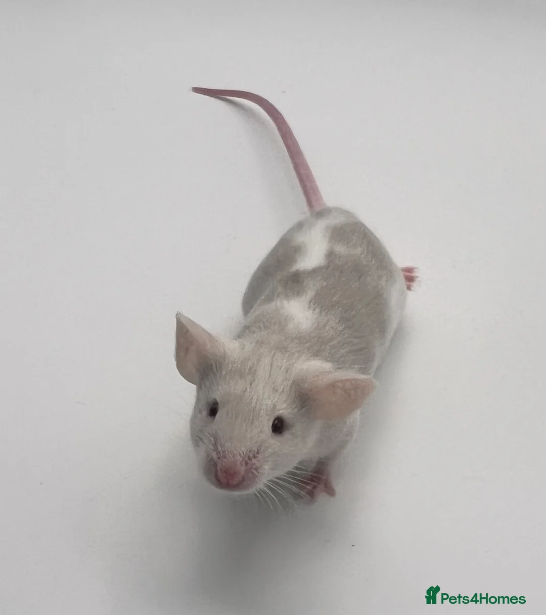 Mouse rodents for sale: Young Fancy Male Mice – Smooth Coated - Advert 3