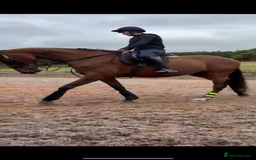 Irish Sports horses for sale: big beautiful bay 🥰 - Image 3