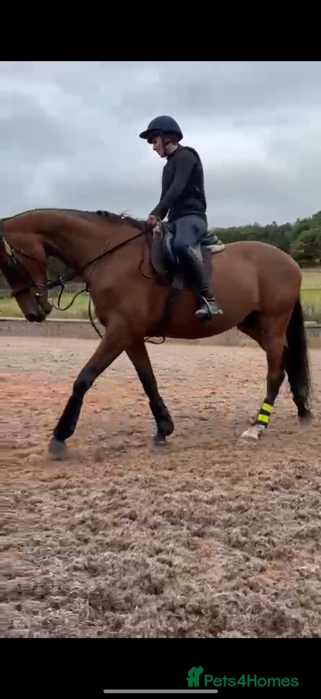 Irish Sports horses for sale: big beautiful bay 🥰 - Image 3