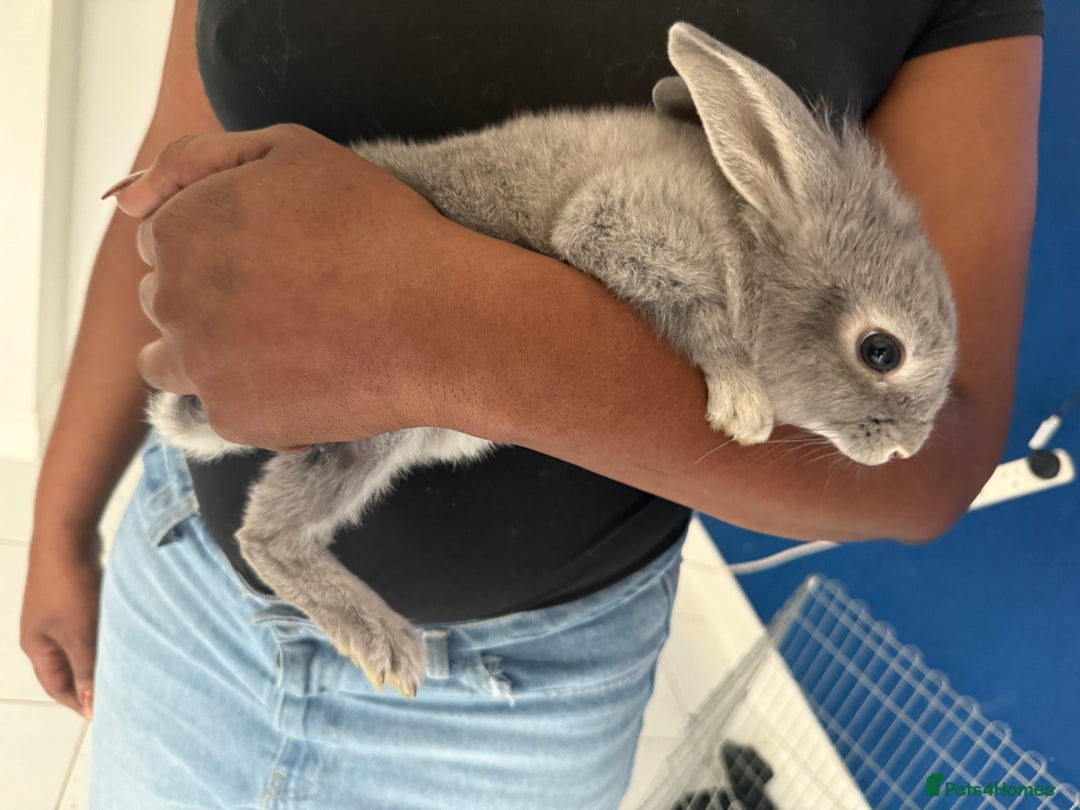 English Lop rabbits for sale: 2 baby bunnies  - Image 4