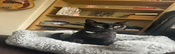 Mixed Breed cats for sale: Beautiful friendly Black 11 month old kitten  in Leeds - Advert 2