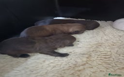 Shih Tzu dogs for sale: imperial shih tzu pups  - Advert 9